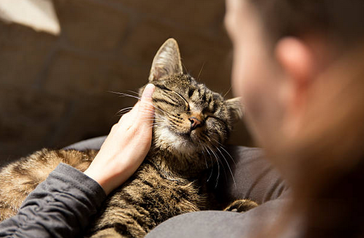 Le chat, un allié pour votre bien-être