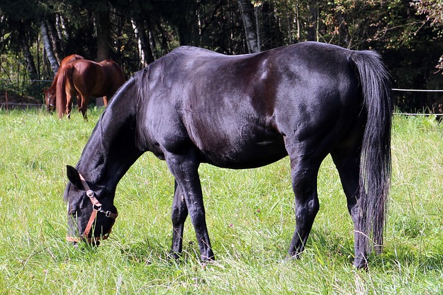 Acquérir un cheval de sport